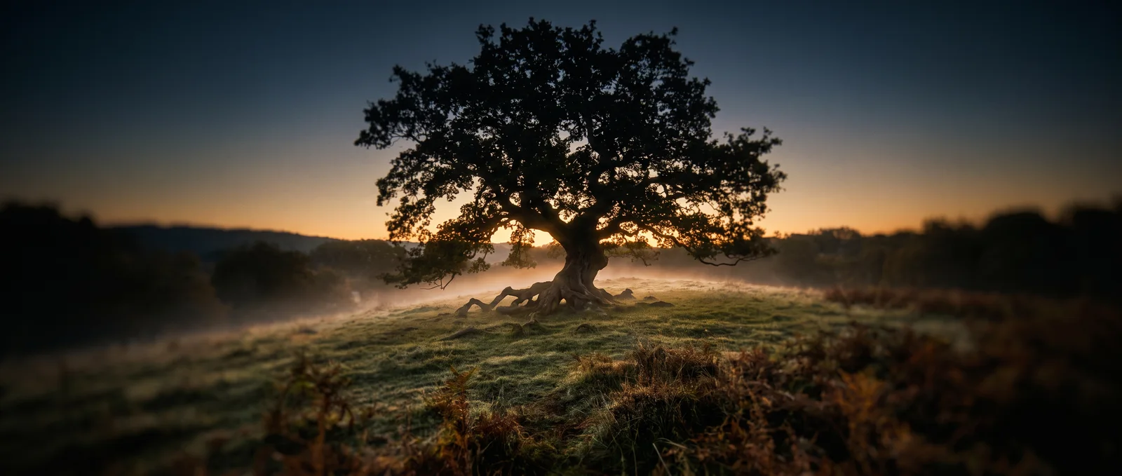 A lone ancient oak on a misty ridge, first light breaking behind it